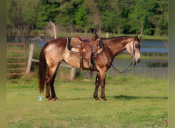 Quarter Pony, Mare, 5 years, Buckskin
