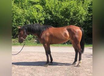 Quarter Pony Mix, Mare, 6 years, 15 hh, Brown