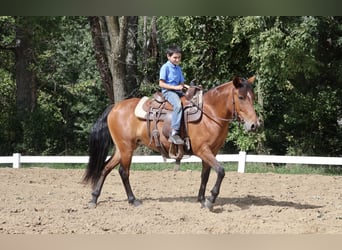 Quarter Pony, Mare, 6 years, Bay