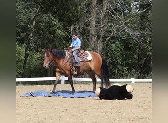 Quarter Pony, Mare, 6 years, Bay