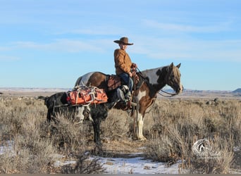 Quarter Pony, Mare, 7 years, 12.3 hh, Tobiano-all-colors