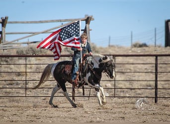 Quarter Pony, Mare, 7 years, 12.3 hh, Tobiano-all-colors