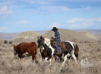 Quarter Pony, Mare, 7 years, 12.3 hh, Tobiano-all-colors