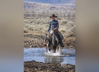 Quarter Pony, Mare, 7 years, 12.3 hh, Tobiano-all-colors