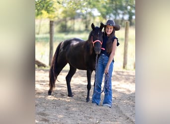 Quarter Pony, Mare, 7 years, 12,2 hh, Bay-Dark