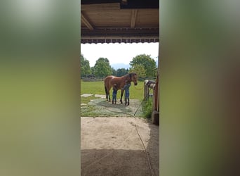 Quarter Pony Mix, Mare, 7 years, 14,2 hh, Brown-Light