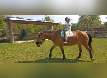 Quarter Pony Mix, Mare, 7 years, 14,2 hh, Brown-Light
