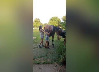 Quarter Pony Mix, Mare, 7 years, 14,2 hh, Brown-Light