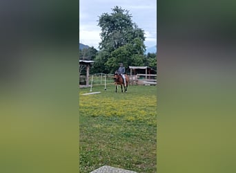 Quarter Pony Mix, Mare, 7 years, 14,2 hh, Brown-Light