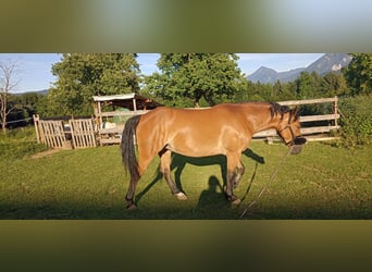 Quarter Pony Mix, Mare, 7 years, 14,2 hh, Brown-Light
