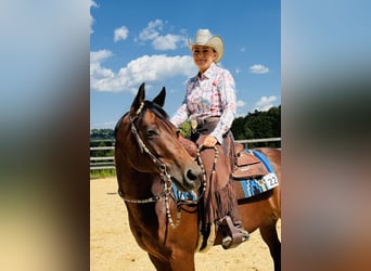 Quarter Pony, Mare, 7 years, 14,2 hh, Brown