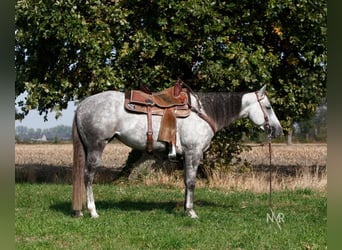 Quarter Pony, Mare, 7 years, 14,2 hh, Grey