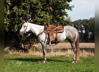 Quarter Pony, Mare, 7 years, 15.1 hh, Grey