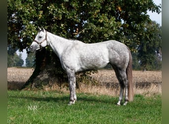 Quarter Pony, Mare, 7 years, 15.1 hh, Grey