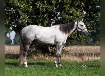 Quarter Pony, Mare, 7 years, 15.1 hh, Grey