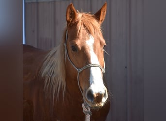 Quarter Pony, Mare, 7 years, 15 hh