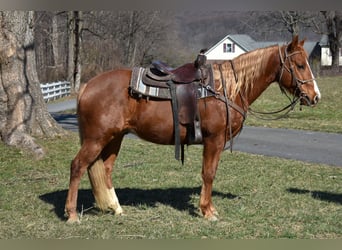 Quarter Pony, Mare, 7 years, 15 hh