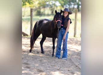 Quarter Pony, Mare, 8 years, 12,2 hh, Bay-Dark