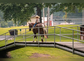 Quarter Pony, Mare, 8 years, 13.1 hh, Chestnut