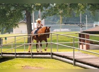Quarter Pony, Mare, 8 years, 13.1 hh, Chestnut