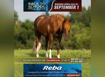 Quarter Pony, Mare, 8 years, 13.1 hh, Chestnut