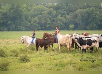 Quarter Pony, Mare, 8 years, 13.1 hh, Chestnut