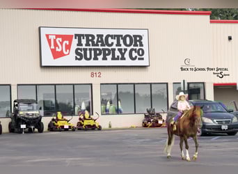 Quarter Pony, Mare, 8 years, 13.1 hh, Chestnut