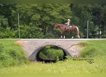 Quarter Pony, Mare, 8 years, 13.1 hh, Chestnut