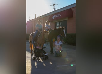 Quarter Pony, Mare, 8 years, 13 hh, Red Dun