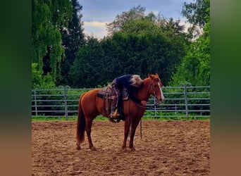 Quarter Pony, Mare, 8 years, 14,3 hh, Chestnut-Red