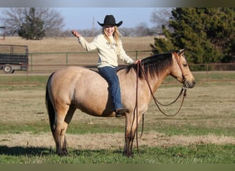Quarter Pony, Mare, 8 years, Buckskin