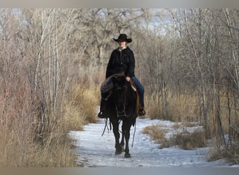 Quarter Pony, Mare, 9 years, 14.1 hh, Roan-Blue