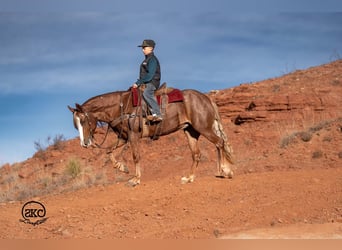 Quarter Pony, Mare, 9 years, 14 hh, Sorrel