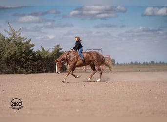 Quarter Pony, Mare, 9 years, 14 hh, Sorrel