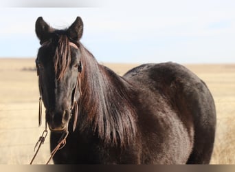 Quarter Pony, Mare, 9 years, 14,1 hh, Roan-Blue