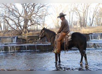 Quarter Pony, Mare, 9 years, 14,1 hh, Roan-Blue