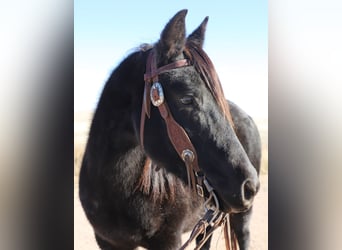 Quarter Pony, Mare, 9 years, 14,1 hh, Roan-Blue