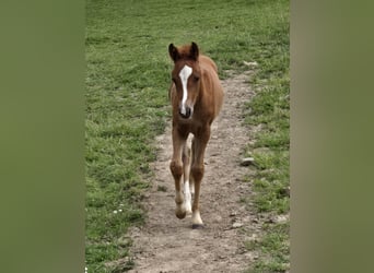 Quarter Pony Mix, Mare, Foal (05/2024), 14.1 hh, Chestnut-Red