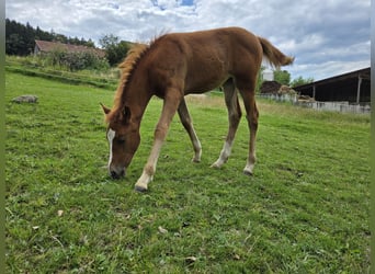 Quarter Pony Mix, Mare, Foal (05/2024), 14.1 hh, Chestnut-Red