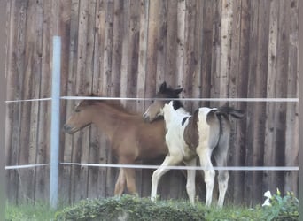 Quarter Pony Mix, Mare, Foal (05/2024), 14.1 hh, Chestnut-Red