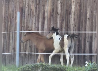 Quarter Pony Mix, Mare, Foal (05/2024), 14,1 hh, Chestnut-Red