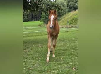 Quarter Pony Mix, Mare, Foal (05/2024), 14.1 hh, Chestnut-Red