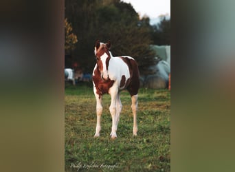 Quarter Pony, Mare, Foal (05/2023), 14.1 hh, Pinto