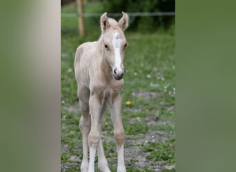 Quarter Pony, Mare, Foal (05/2024), 14.2 hh, Palomino