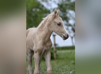 Quarter Pony, Mare, Foal (05/2024), 14.2 hh, Palomino