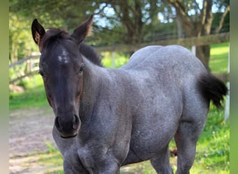 Quarter Pony, Mare, Foal (05/2023), 14.3 hh, Roan-Blue