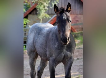 Quarter Pony, Mare, Foal (05/2023), 14.3 hh, Roan-Blue