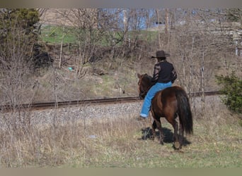 Quarter Pony Mix, Merrie, 10 Jaar, 132 cm, Donkerbruin