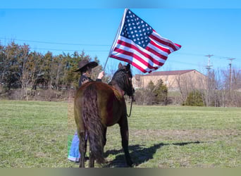 Quarter Pony Mix, Merrie, 10 Jaar, 132 cm, Donkerbruin