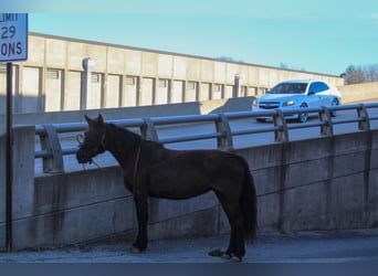 Quarter Pony Mix, Merrie, 10 Jaar, 132 cm, Donkerbruin